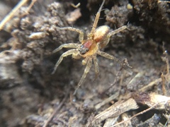 Pardosa milvina