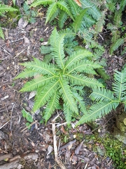 Sticherus quadripartitus