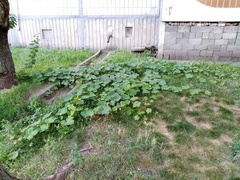 Vitis vinifera vinifera