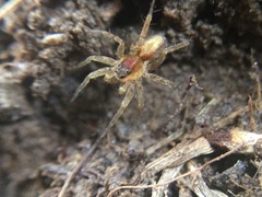 Pardosa milvina