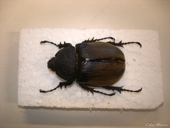 Megasoma