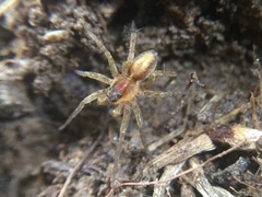 Pardosa milvina