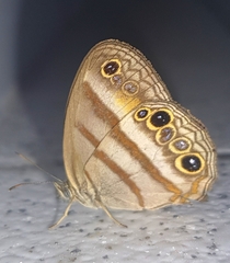 Cissia myncea