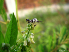 Merocoris
