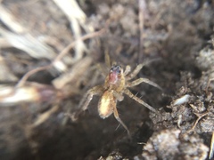 Pardosa milvina