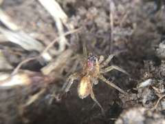 Pardosa milvina