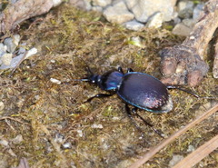 Sphaeroderus