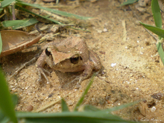 Pristimantis relictus