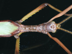 Podacanthus viridiroseus