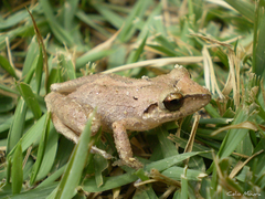 Pristimantis relictus