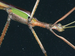 Podacanthus viridiroseus