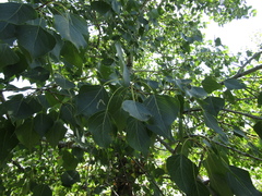 Populus nigra nigra