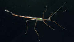 Podacanthus viridiroseus