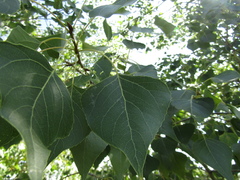 Populus nigra nigra