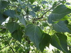 Populus nigra nigra