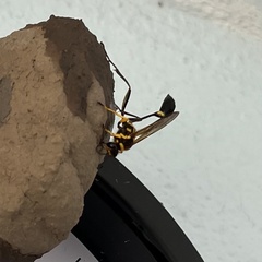 Sceliphron fistularium