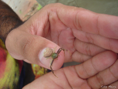 Runcinioides litteratus