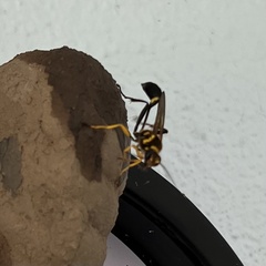 Sceliphron fistularium