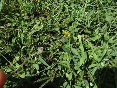 Taraxacum proximum