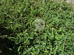 Taraxacum proximum