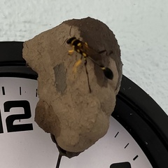 Sceliphron fistularium