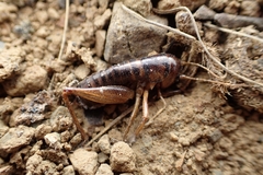 Hemiandrus