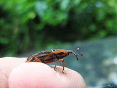 Metamasius hemipterus