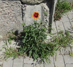 Gaillardia × grandiflora