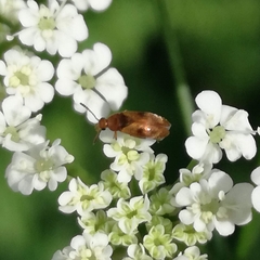 Anaspis maculata