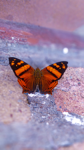 Orange Mapwing