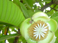 Runcinioides litteratus