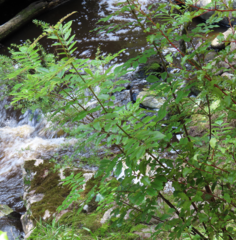 Pterophylla sylvicola