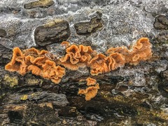 Phlebia radiata