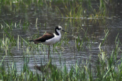 Himantopus mexicanus melanurus