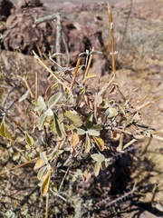 Buddleja marrubiifolia