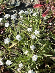 Plagiobothrys nothofulvus