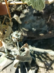 Buddleja marrubiifolia