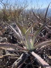 Agave aurea capensis