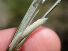 Juncus pallidus