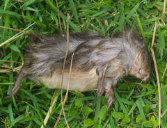 Cavia