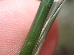Juncus pallidus