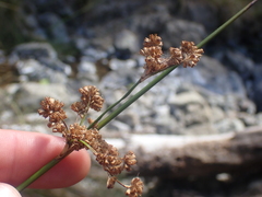 Juncus pallidus