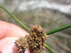 Juncus pallidus