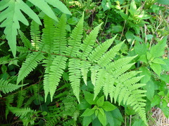 Athyrium asplenioides