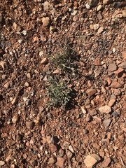 Astragalus calycosus