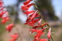 Penstemon barbatus
