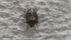 Oncotropis carinatus