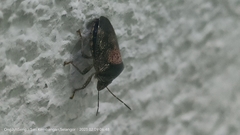 Oncotropis carinatus