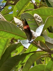 Adelpha lycorias