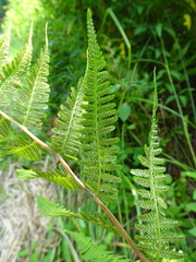 Athyrium asplenioides